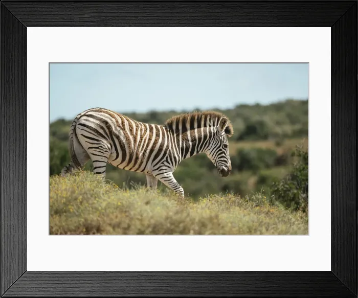Framed Print : Burchells Zebra, Addo Elephant National Park, Eastern Cape, South Africa, Africa Framed Print : Burchells Zebra, Addo Elephant National Park, Eastern Cape, South Africa, Africa