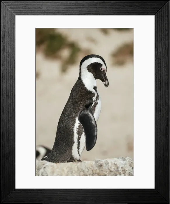 Framed Print : Boulders Beach African Penguin Colony, Boulders Beach, Cape Town, Western Cape, South Africa, Africa Framed Print : Boulders Beach African Penguin Colony, Boulders Beach, Cape Town, Western Cape, South Africa, Africa