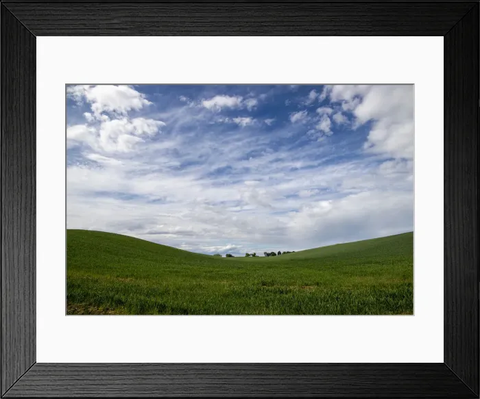 Framed Print : Wheat field in spring near Novara, Novara, Piedmont, Italy, Europe Framed Print : Wheat field in spring near Novara, Novara, Piedmont, Italy, Europe