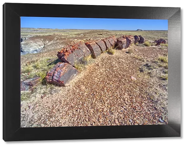 A petrified log along the trail to Marthas Butte in Petrified Forest National Park, Arizona, United States of America, North America