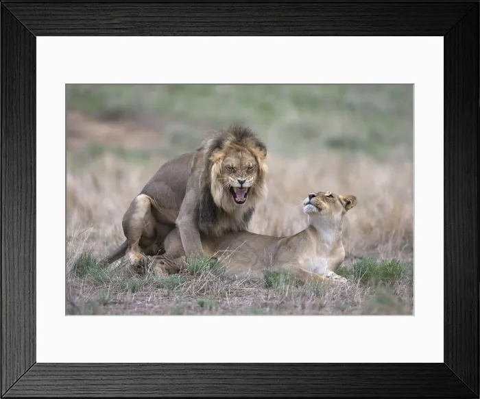 Framed Print : Lions (Panthera leo) mating, Kgalagadi Transfrontier Park, Northern Cape, South Africa, Africa Framed Print : Lions (Panthera leo) mating, Kgalagadi Transfrontier Park, Northern Cape, South Africa, Africa