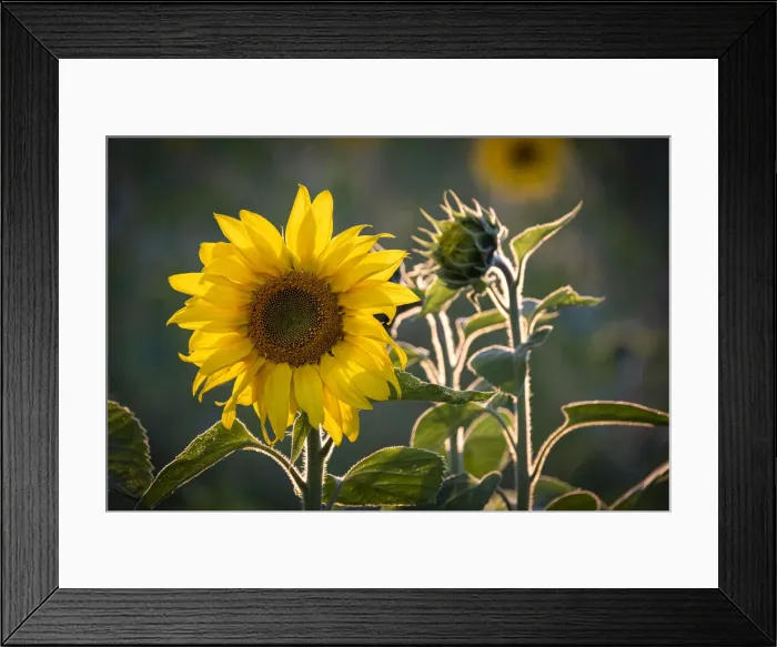 Framed Print : Sunflowers (Helianthus), near Tarporley, Cheshire, England, United Kingdom, Europe Framed Print : Sunflowers (Helianthus), near Tarporley, Cheshire, England, United Kingdom, Europe