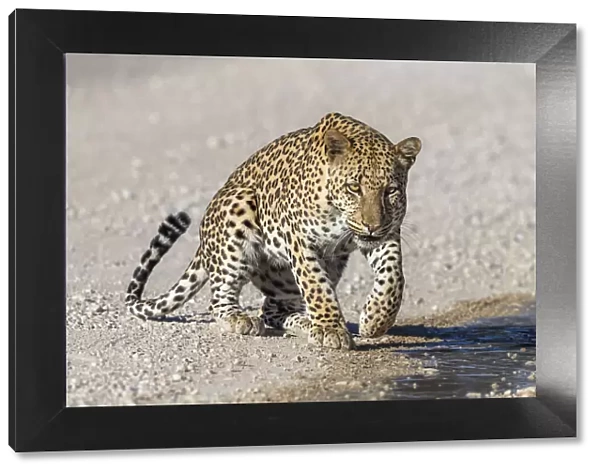 Leopard male (Panthera pardus) at puddle after rain, Kgalagadi Transfrontier Park, Northern Cape, South Africa, Africa