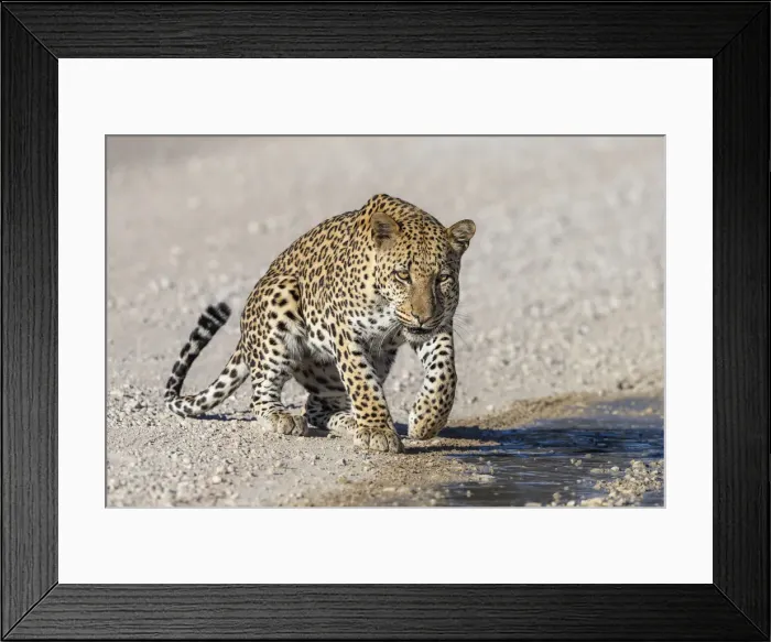 Framed Print : Leopard male (Panthera pardus) at puddle after rain, Kgalagadi Transfrontier Park, Northern Cape, South Africa, Africa Framed Print : Leopard male (Panthera pardus) at puddle after rain, Kgalagadi Transfrontier Park, Northern Cape, South Africa, Africa