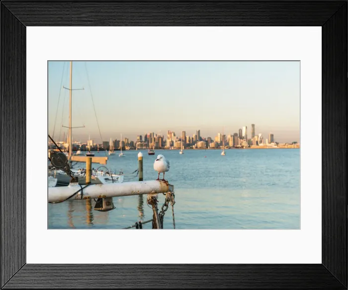 Framed Print : Seagull and City of Melbourne from Williamstown Port across Port Phillip Bay, Williamstown, Victoria, Australia, Pacific