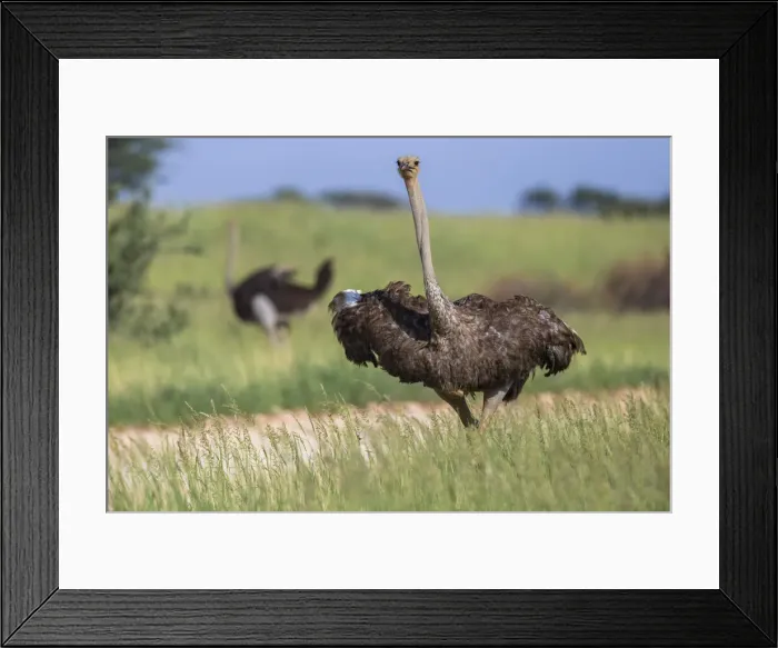 Framed Print : Ostrich (Struthio camelus) female, Kgalagadi Transfrontier Park, Northern Cape, South Africa, Africa Framed Print : Ostrich (Struthio camelus) female, Kgalagadi Transfrontier Park, Northern Cape, South Africa, Africa