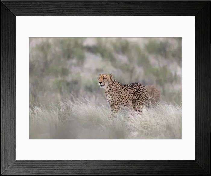 Framed Print : Cheetah (Acinonyx jubatus) female, Kgalagadi Transfrontier Park, Northern Cape, South Africa, Africa Framed Print : Cheetah (Acinonyx jubatus) female, Kgalagadi Transfrontier Park, Northern Cape, South Africa, Africa