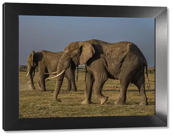 African elephants (Loxodonta), Oi Pejeta Natural Conservancy, Kenya, East Africa, Africa