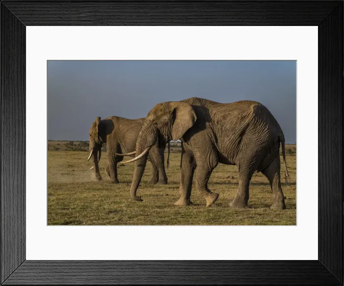 Framed Print : African elephants (Loxodonta), Oi Pejeta Natural Conservancy, Kenya, East Africa, Africa Framed Print : African elephants (Loxodonta), Oi Pejeta Natural Conservancy, Kenya, East Africa, Africa