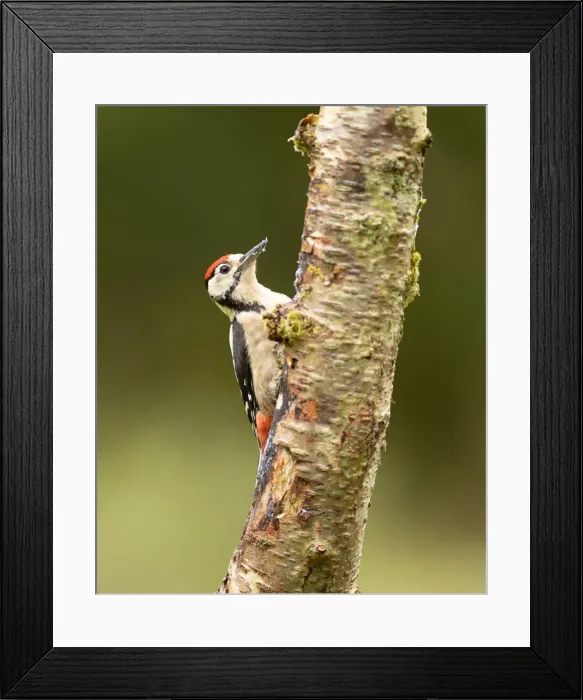 Framed Print : Great Spotted Woodpecker (Dendrocopos major) on a tree trunk, Scotland, United Kingdom, Europe Framed Print : Great Spotted Woodpecker (Dendrocopos major) on a tree trunk, Scotland, United Kingdom, Europe