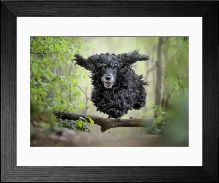 Framed Print : Black Cocker Spaniel dog running and jumping over a stick in the woods, Italy, Europe Framed Print : Black Cocker Spaniel dog running and jumping over a stick in the woods, Italy, Europe