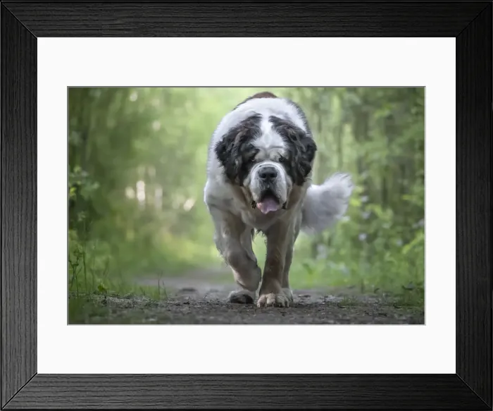 Framed Print : Saint Bernard dog breed walking into a wood towards the camera, Italy, Europe Framed Print : Saint Bernard dog breed walking into a wood towards the camera, Italy, Europe