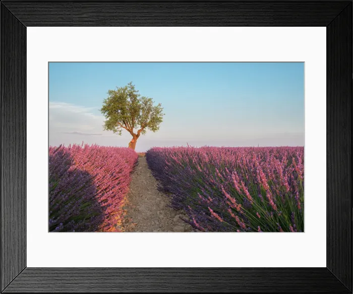 Framed Print : A tree at the end of a lavender field at sunset, Plateau de Valensole, Provence, France, Europe Framed Print : A tree at the end of a lavender field at sunset, Plateau de Valensole, Provence, France, Europe