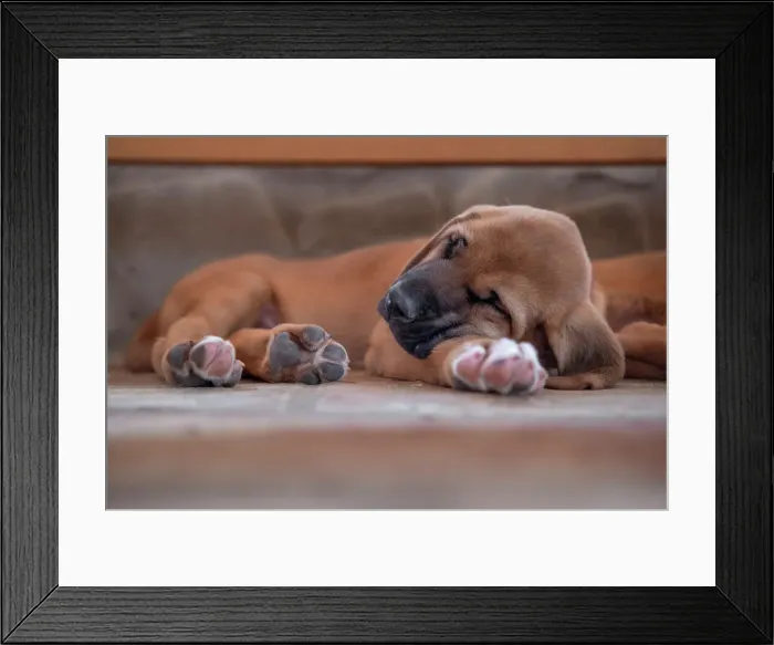 Framed Print : Broholmer dog breed puppy sleeping with his head over a paw, Italy, Europe Framed Print : Broholmer dog breed puppy sleeping with his head over a paw, Italy, Europe