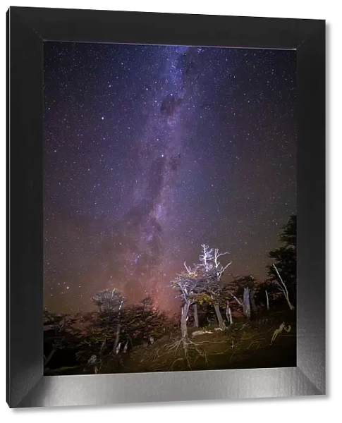 Milky Way above trees, Los Glaciares National Park, UNESCO World Heritage Site, Patagonia, Argentina, South America