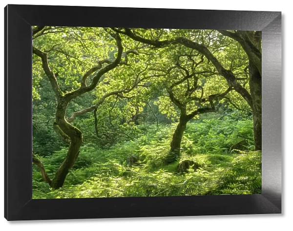 Verdant deciduous woodland in summertime, Dartmoor National Park, Devon, England, United Kingdom, Europe