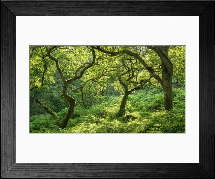 Framed Print : Verdant deciduous woodland in summertime, Dartmoor National Park, Devon, England, United Kingdom, Europe Framed Print : Verdant deciduous woodland in summertime, Dartmoor National Park, Devon, England, United Kingdom, Europe