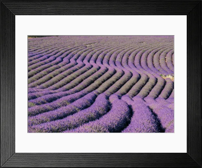 Framed Print : Sinuous lavender lines in a field, Plateau de Valensole, Provence, France, Europe Framed Print : Sinuous lavender lines in a field, Plateau de Valensole, Provence, France, Europe