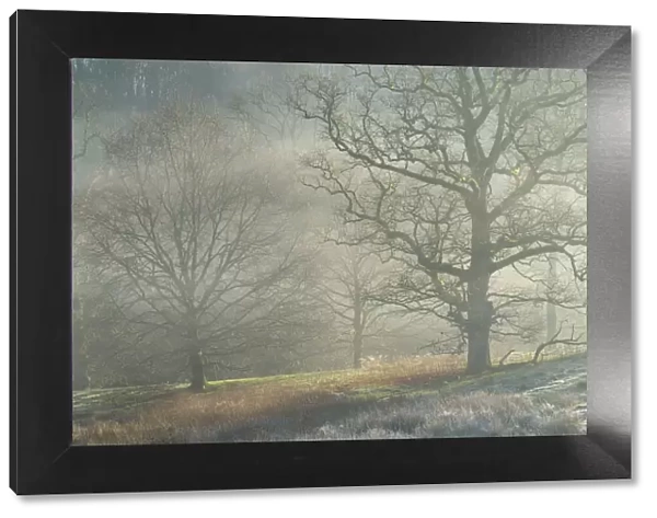 Winter trees in morning mist, Stourhead, Wiltshire, England, United Kingdom, Europe