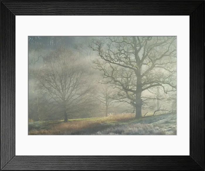 Framed Print : Winter trees in morning mist, Stourhead, Wiltshire, England, United Kingdom, Europe Framed Print : Winter trees in morning mist, Stourhead, Wiltshire, England, United Kingdom, Europe