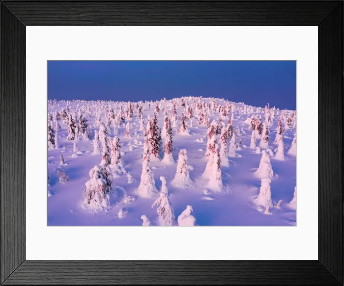 Framed Print : Ice sculptures in the Arctic forest covered with snow at dawn, Riisitunturi National Park, Lapland, Finland, Europe Framed Print : Ice sculptures in the Arctic forest covered with snow at dawn, Riisitunturi National Park, Lapland, Finland, Europe