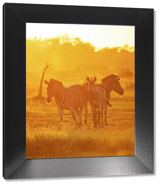 Burchells Zebras, Makuleke Contractual Park, Kruger National Park, South Africa, Africa