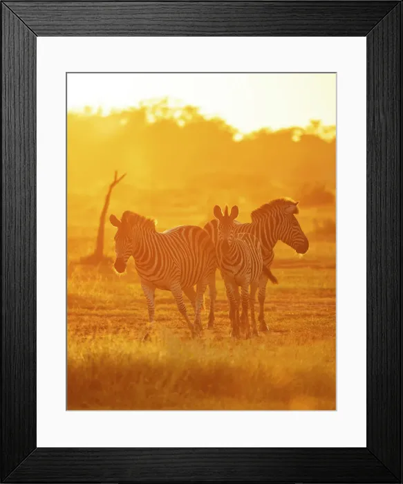 Framed Print : Burchells Zebras, Makuleke Contractual Park, Kruger National Park, South Africa, Africa Framed Print : Burchells Zebras, Makuleke Contractual Park, Kruger National Park, South Africa, Africa