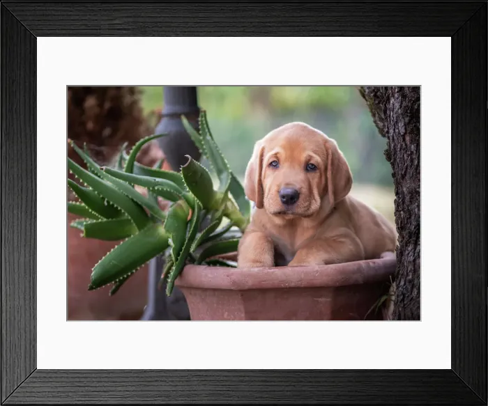 Framed Print : A Broholmer puppy climbing in a vase with an Agave, Italy, Europe Framed Print : A Broholmer puppy climbing in a vase with an Agave, Italy, Europe