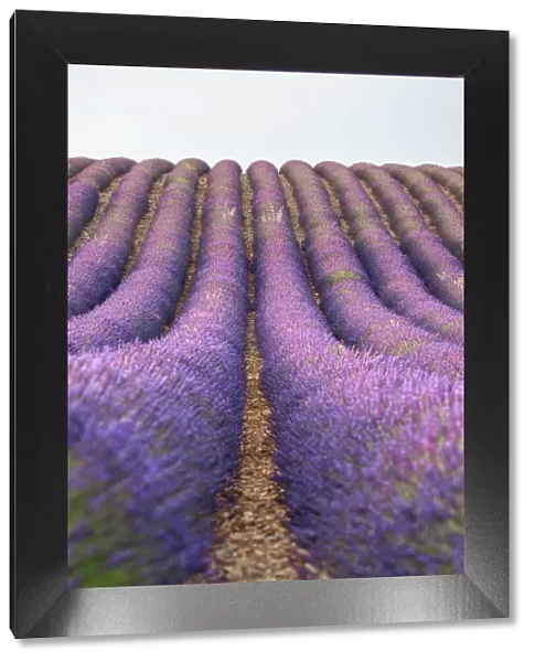 Lavender lines, lavender field, Plateau de Valensole, Provence, France, Europe