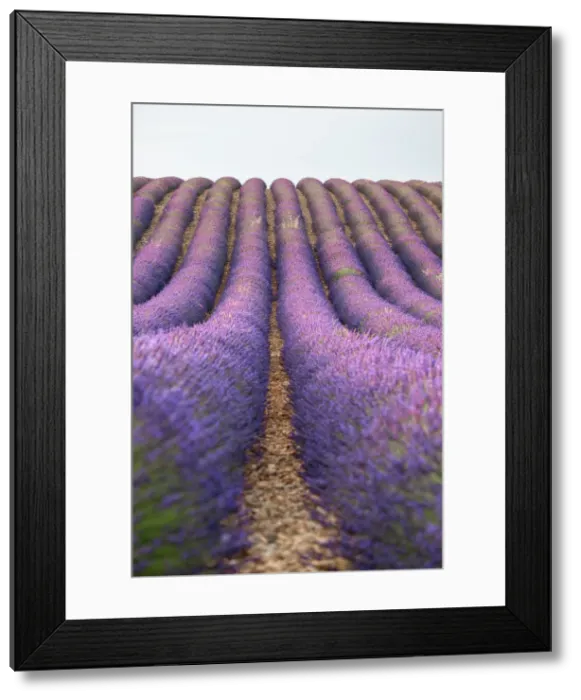 Framed Print : Lavender lines, lavender field, Plateau de Valensole, Provence, France, Europe