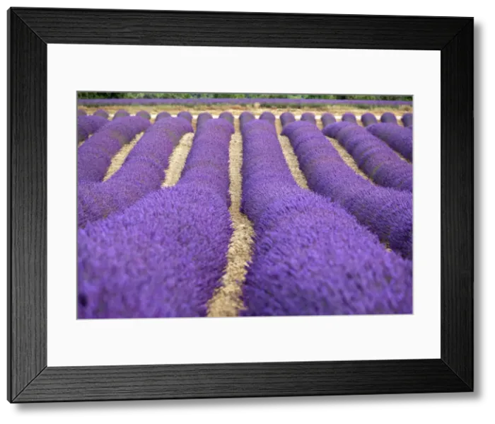 Framed Print : Lavender lines, Plateau de Valensole, Provence, France, Europe Framed Print : Lavender lines, Plateau de Valensole, Provence, France, Europe