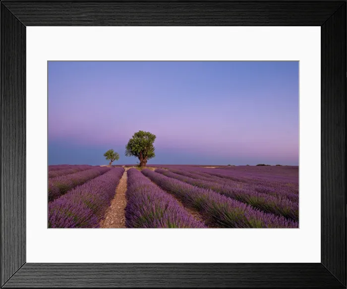 Framed Print : Two trees at the end of a lavender field at dusk, Plateau de Valensole, Provence, France, Europe Framed Print : Two trees at the end of a lavender field at dusk, Plateau de Valensole, Provence, France, Europe