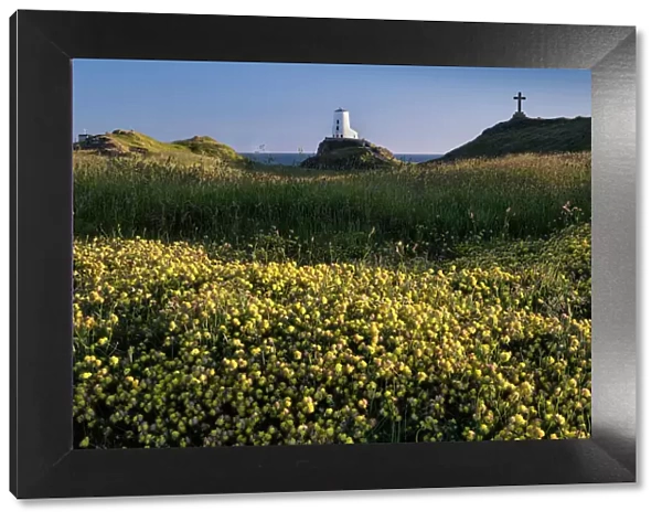 Twr Mawr lighthouse and wildflowers on Llanddwyn Island in summer, near Newborough, Anglesey, North Wales, United Kingdom, Europe