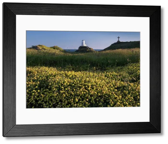 Framed Print : Twr Mawr lighthouse and wildflowers on Llanddwyn Island in summer, near Newborough, Anglesey, North Wales, United Kingdom, Europe Framed Print : Twr Mawr lighthouse and wildflowers on Llanddwyn Island in summer, near Newborough, Anglesey, North Wales, United Kingdom, Europe