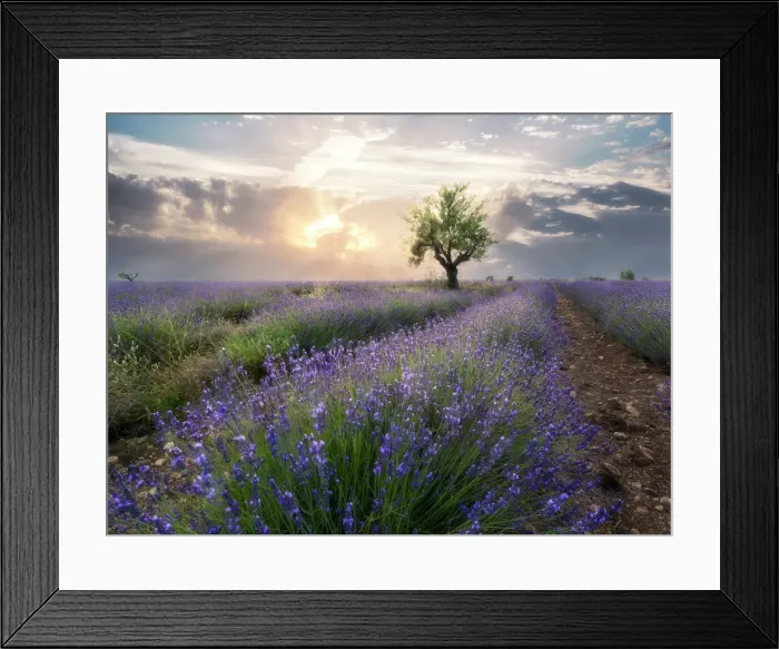 Framed Print : A small tree at the end of a lavender line in a field at sunset with clouds in the sky, Plateau de Valensole, Provence, France, Europe Framed Print : A small tree at the end of a lavender line in a field at sunset with clouds in the sky, Plateau de Valensole, Provence, France, Europe