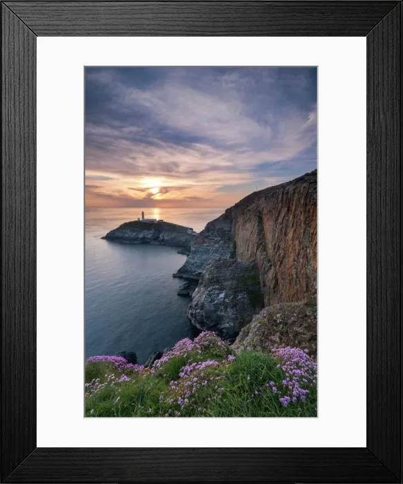 Framed Print : Wild flowers on the cliffs above South Stack lighthouse at sunset, South Stack, Anglesey, North Wales, United Kingdom, Europe Framed Print : Wild flowers on the cliffs above South Stack lighthouse at sunset, South Stack, Anglesey, North Wales, United Kingdom, Europe