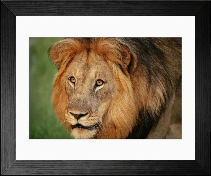 Framed Print : Male Lion, Marataba, Marakele National Park, South Africa, Africa Framed Print : Male Lion, Marataba, Marakele National Park, South Africa, Africa