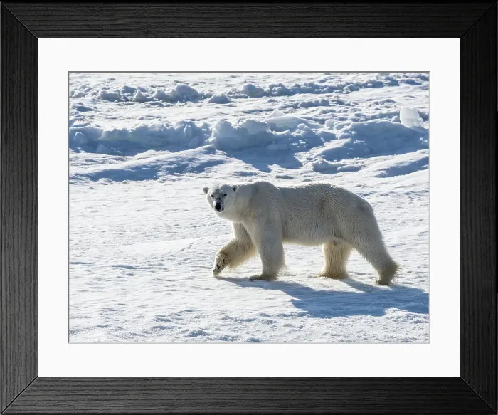 Framed Print : An adult male polar bear (Ursus maritimus) walking on the fast ice edge in Storfjorden, Svalbard, Norway, Europe Framed Print : An adult male polar bear (Ursus maritimus) walking on the fast ice edge in Storfjorden, Svalbard, Norway, Europe