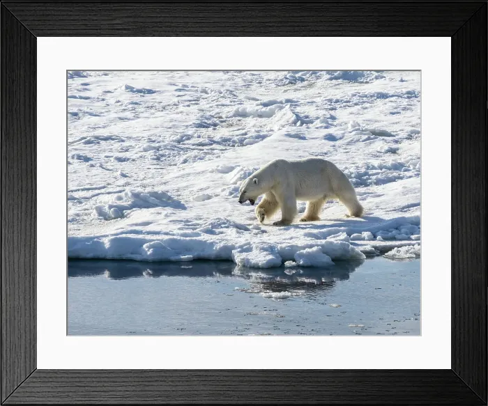 Framed Print : An adult male polar bear (Ursus maritimus) walking on the fast ice edge in Storfjorden, Svalbard, Norway, Europe