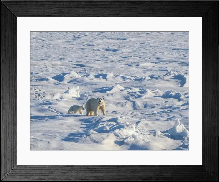 Framed Print : A mother polar bear (Ursus maritimus) with her COY (cub of year) walking on the fast ice edge, Storfjorden, Svalbard, Norway, Europe Framed Print : A mother polar bear (Ursus maritimus) with her COY (cub of year) walking on the fast ice edge, Storfjorden, Svalbard, Norway, Europe