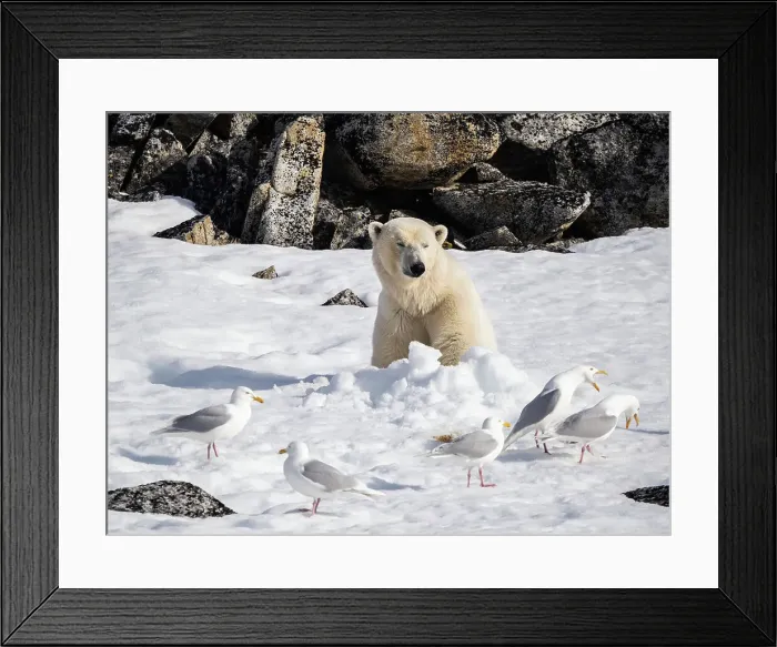 Framed Print : A n adult male polar bear (Ursus maritimus) sitting in a daybed in the snow on Indre Norskoya, Svalbard, Norway, Europe Framed Print : A n adult male polar bear (Ursus maritimus) sitting in a daybed in the snow on Indre Norskoya, Svalbard, Norway, Europe