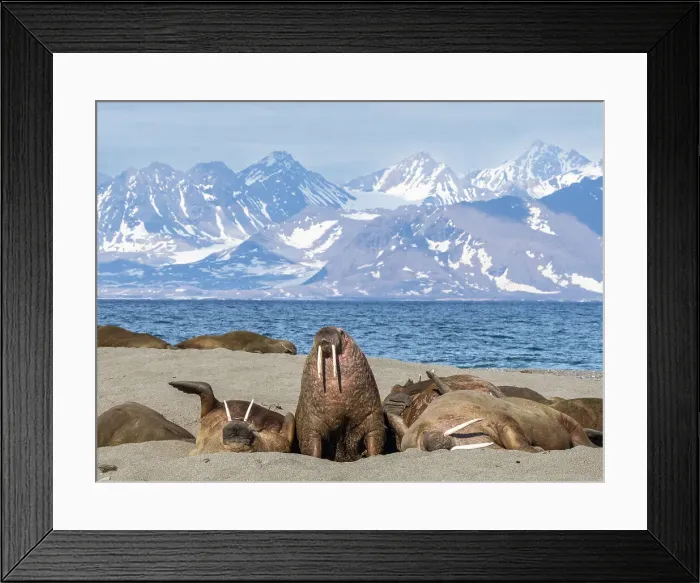 Framed Print : Adult male walruses (Odobenus rosmarus) hauled out on the beach at Poolepynten, Svalbard, Norway, Europe Framed Print : Adult male walruses (Odobenus rosmarus) hauled out on the beach at Poolepynten, Svalbard, Norway, Europe