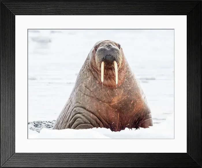 Framed Print : Adult female walrus (Odobenus rosmarus) swimming near ice floes near Storoya, Svalbard, Norway, Europe Framed Print : Adult female walrus (Odobenus rosmarus) swimming near ice floes near Storoya, Svalbard, Norway, Europe