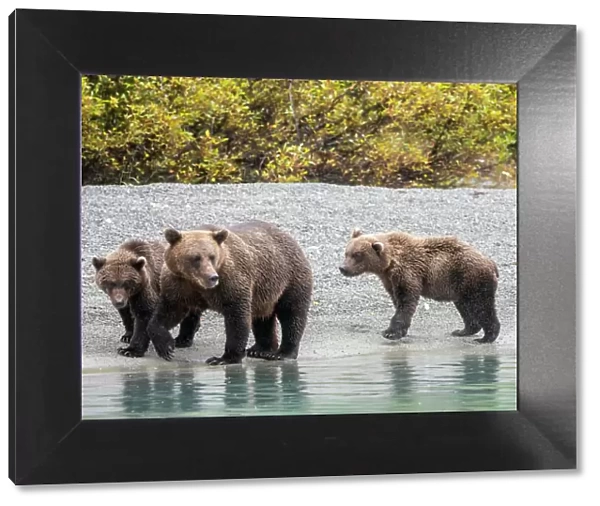 A mother brown bear (Ursus arctos) with her cubs on the beach in Lake Clark National Park and Preserve, Alaska, United States of America, North America