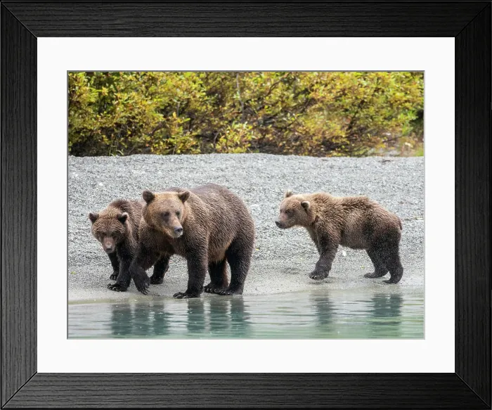 Framed Print : A mother brown bear (Ursus arctos) with her cubs on the beach in Lake Clark National Park and Preserve, Alaska, United States of America, North America Framed Print : A mother brown bear (Ursus arctos) with her cubs on the beach in Lake Clark National Park and Preserve, Alaska, United States of America, North America