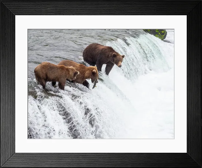 Framed Print : Adult brown bears (Ursus arctos) fishing for salmon at Brooks Falls, Katmai National Park and Preserve, Alaska, United States of America, North America Framed Print : Adult brown bears (Ursus arctos) fishing for salmon at Brooks Falls, Katmai National Park and Preserve, Alaska, United States of America, North America