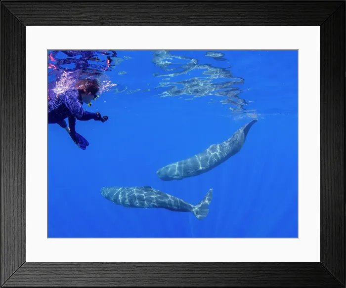 Framed Print : Researcher swimming with a small pod of sperm whales (Physeter macrocephalus) underwater off the coast of Roseau, Dominica, Windward Islands, West Indies, Caribbean, Central America Framed Print : Researcher swimming with a small pod of sperm whales (Physeter macrocephalus) underwater off the coast of Roseau, Dominica, Windward Islands, West Indies, Caribbean, Central America