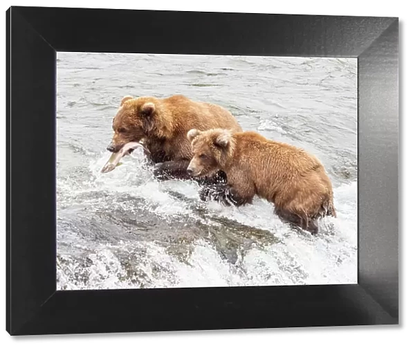 A mother and her cub (Ursus arctos) fishing for salmon at Brooks Falls, Katmai National Park and Preserve, Alaska, United States of America, North America
