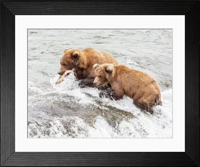 Framed Print : A mother and her cub (Ursus arctos) fishing for salmon at Brooks Falls, Katmai National Park and Preserve, Alaska, United States of America, North America Framed Print : A mother and her cub (Ursus arctos) fishing for salmon at Brooks Falls, Katmai National Park and Preserve, Alaska, United States of America, North America