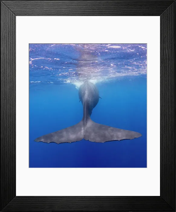 Framed Print : The flukes of an adult female sperm whale (Physeter macrocephalus) swimming underwater, Roseau, Dominica, Windward Islands, West Indies, Caribbean, Central America Framed Print : The flukes of an adult female sperm whale (Physeter macrocephalus) swimming underwater, Roseau, Dominica, Windward Islands, West Indies, Caribbean, Central America